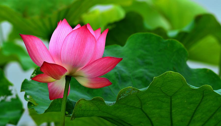 Vibrant Lotus Photograph by Kenneth Bostian - Fine Art America