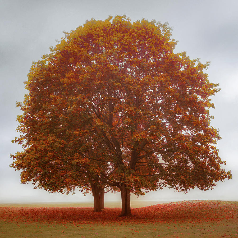 Vibrant Maples Photograph by Don Schwartz