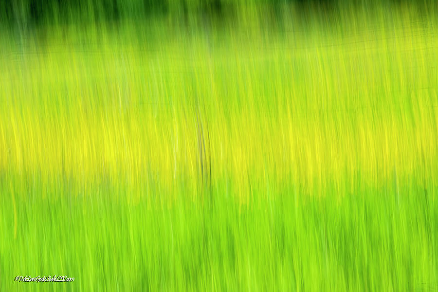Vibrant Meadow Photograph