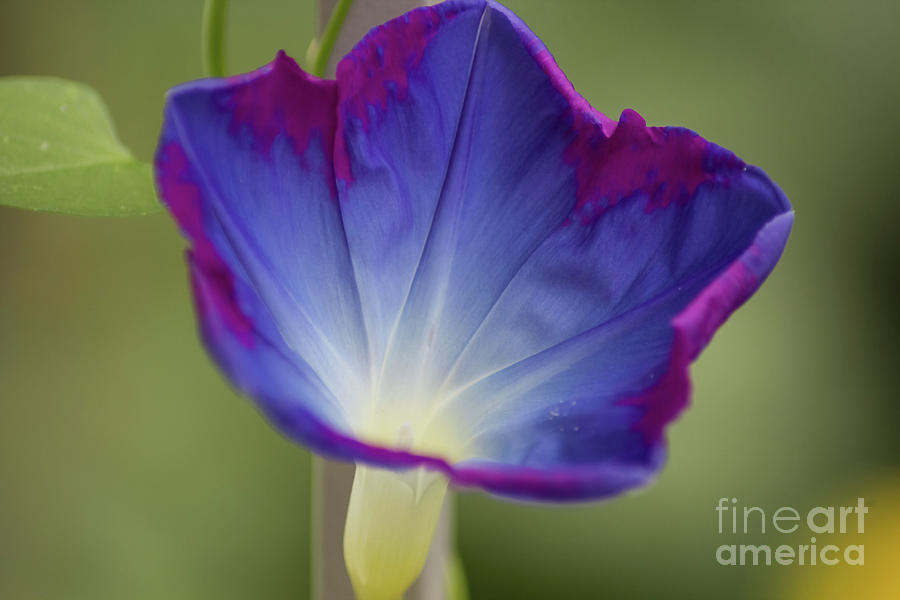 Vibrant Morning Glory Photograph by Suzanne Luft