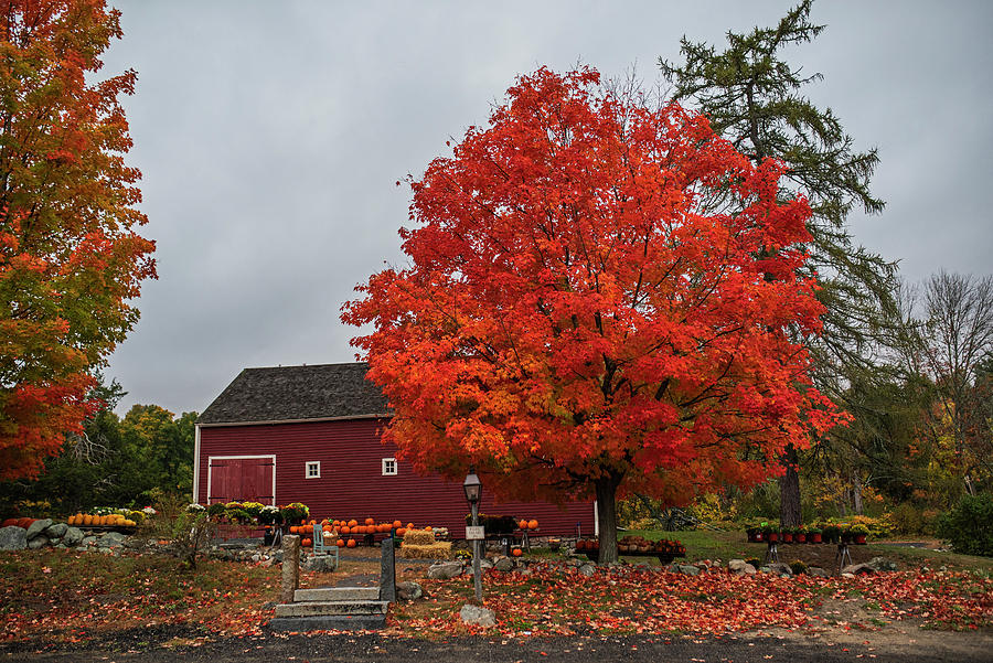 Vibrant October at the Wayside Inn Fall Explosion Autumn Photograph by Toby McGuire
