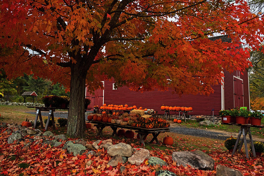 Vibrant October at the Wayside Inn Fall Explosion Autumn Red Leaves Photograph by Toby McGuire