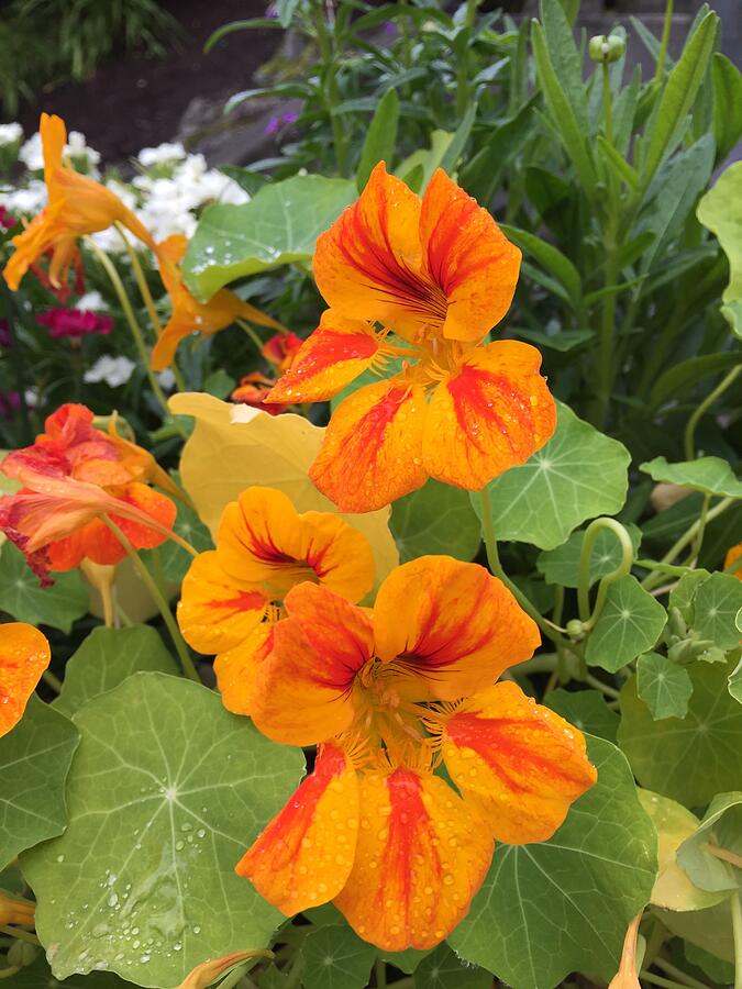 Vibrant orange and yellow nasturtiums Photograph by Lawrence Christopher