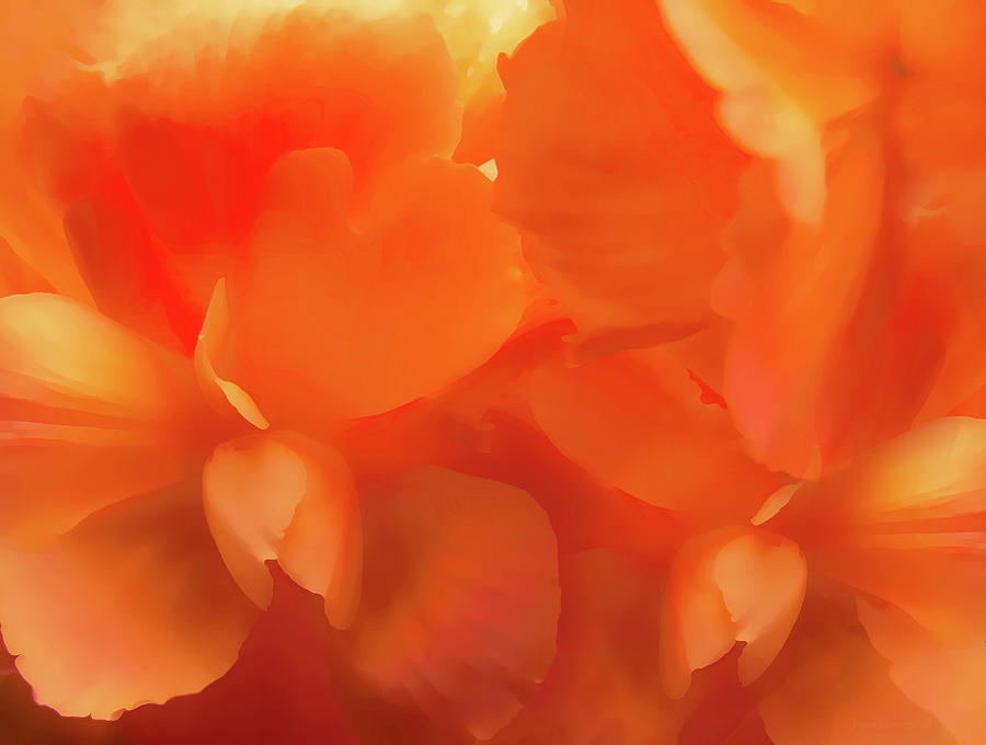 Nature Photograph - Vibrant Orange Begonia Flowers by Jennie Marie Schell