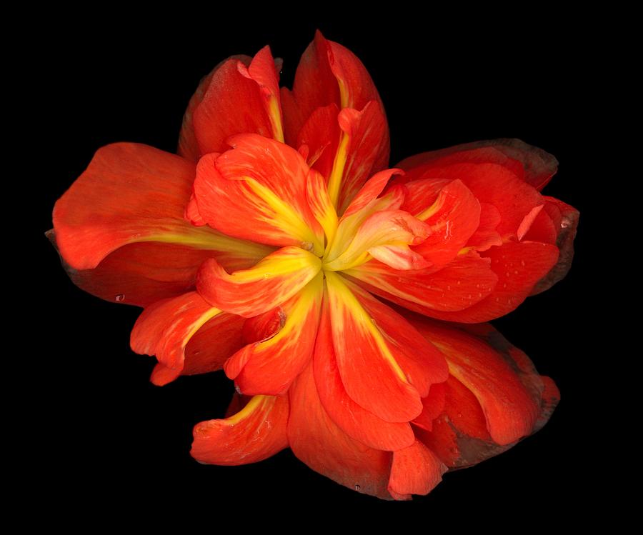 Vibrant Orange Begonia Macro Photograph