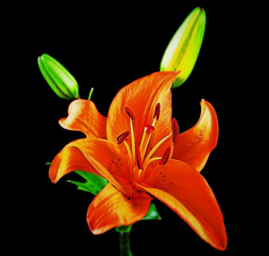 Vibrant Orange Lily Photograph