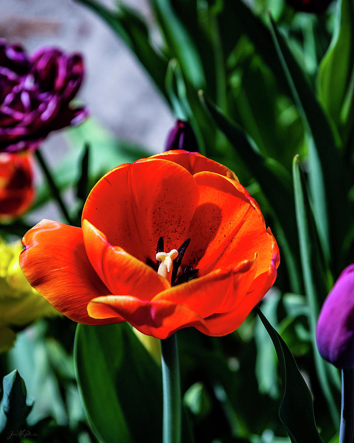 Vibrant Orange Vintage Style Ad Rem Tulip Photograph by Jason McPheeters