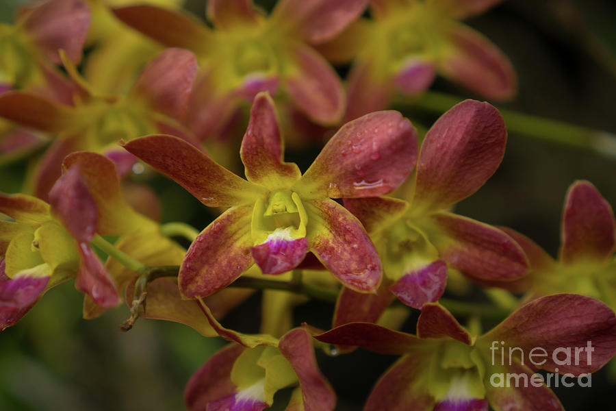 Orchid Photograph - Vibrant Orchid Blossoms in Morning Dew by Nancy Gleason