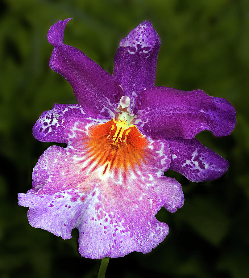 Vibrant Orchid Flower Photograph by Susan Candelario