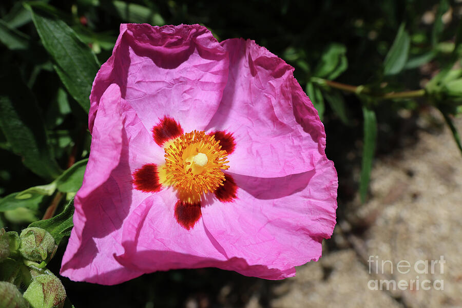 Vibrant Pink Rockrose Bloom Photograph - Vibrant Pink Bloom Up Close by Curt Brashear