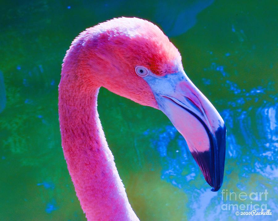 Vibrant pink Flamingo head by Rachelle Celebrity Artist