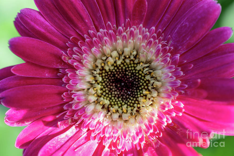 Vibrant Pink Flower Photograph by Abigail Diane Photography