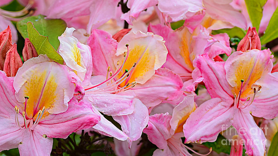 Vibrant Pink With Yellow-16x9 Photograph by Kathy M Krause