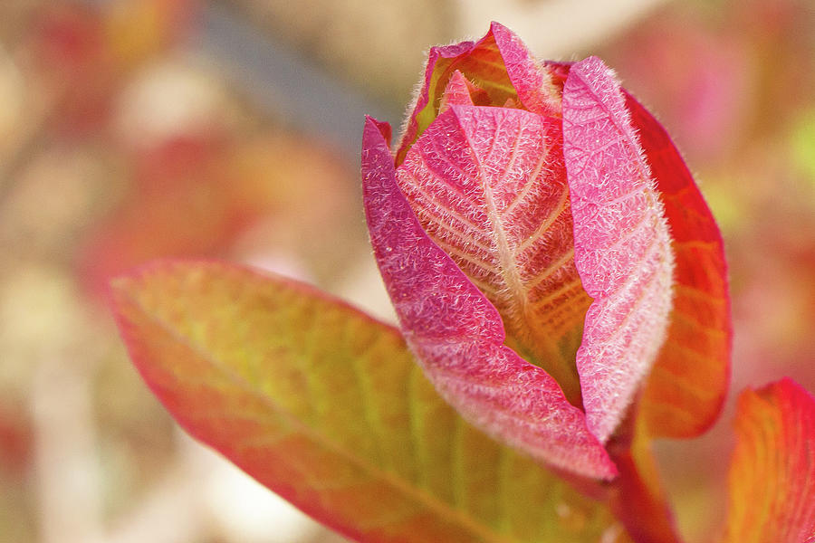 Vibrant Red and Green Plant Photograph by Auden Johnson