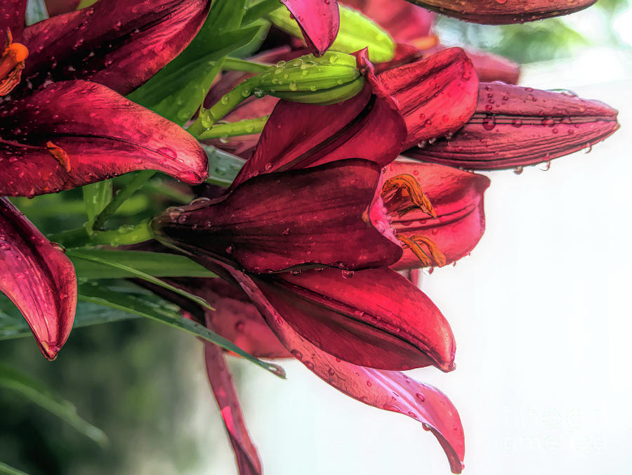 Vibrant Red Asiatic Lilies Digital Art by Amy Dundon
