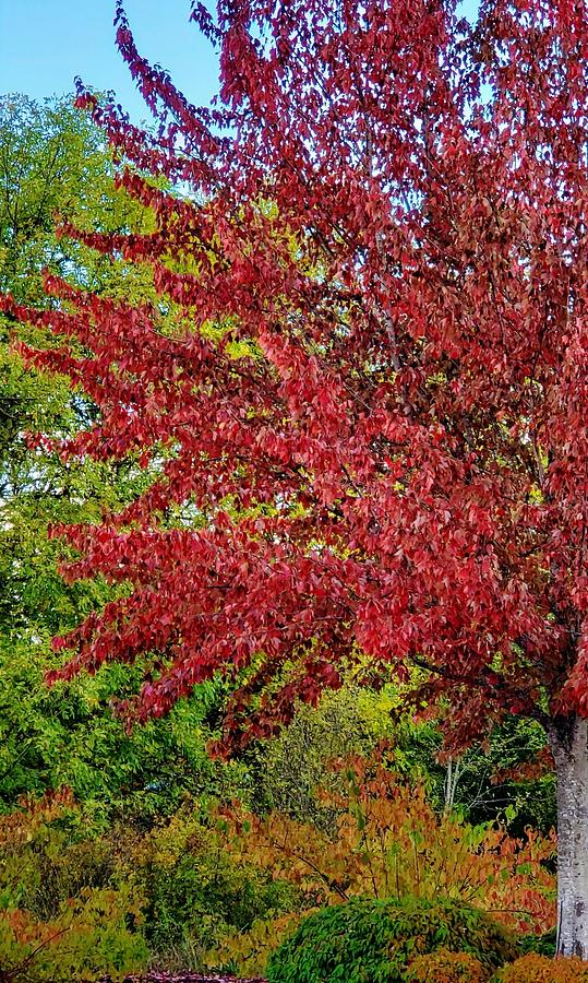 Vibrant Red Maple Photograph by VLee Watson