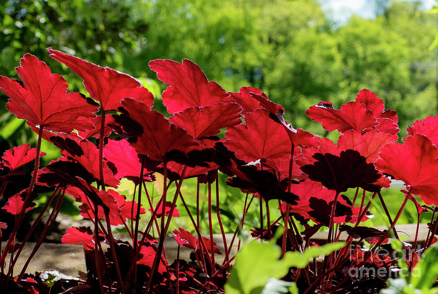 Vibrant Red Plants Photograph by Sandra Js