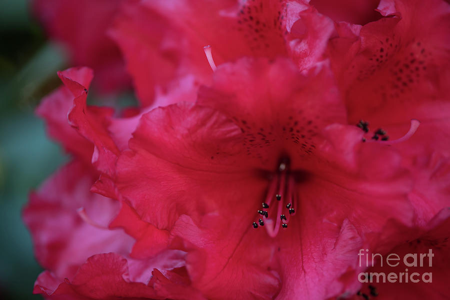 Spring Photograph - Vibrant Red Rhododendron by Nancy Gleason
