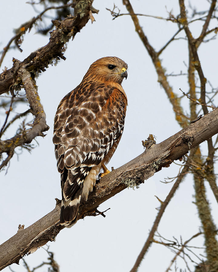 Vibrant - Red-shouldered Hawk Photograph by KJ Swan
