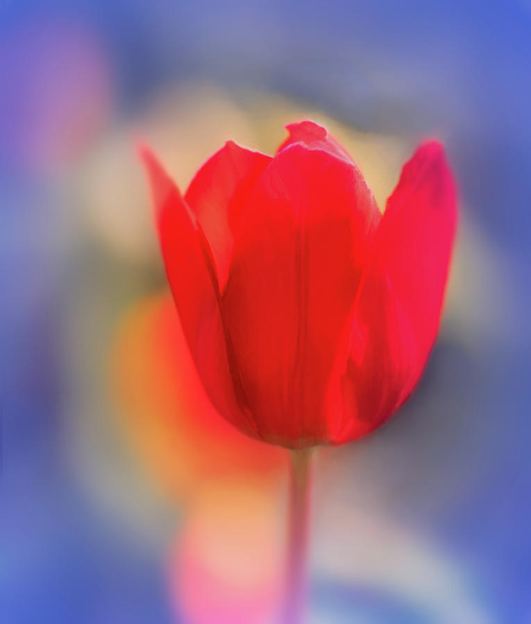Vibrant Red Tulip Photograph by Don Schwartz