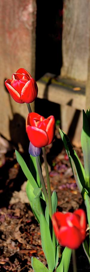 Vibrant Red Tulip Photograph