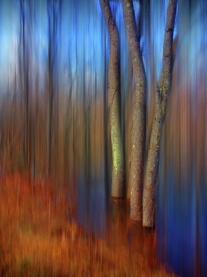 Vibrant Reflections in a Floodplain Forest Photograph by Wayne King