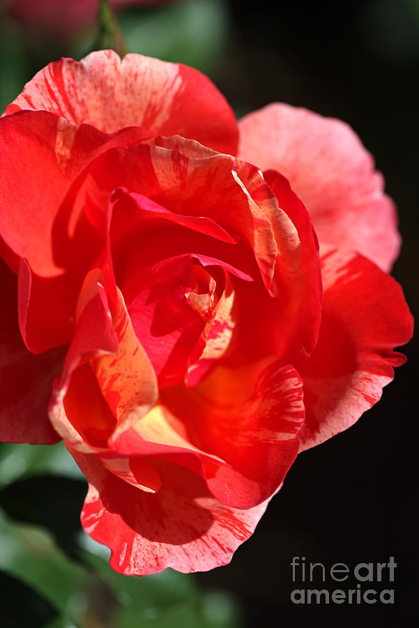 Vibrant Rose Photograph by Joy Watson