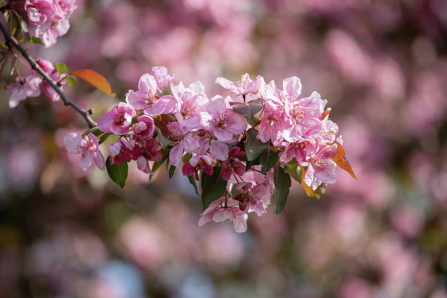 Vibrant Spring Photograph by Kim Sowa