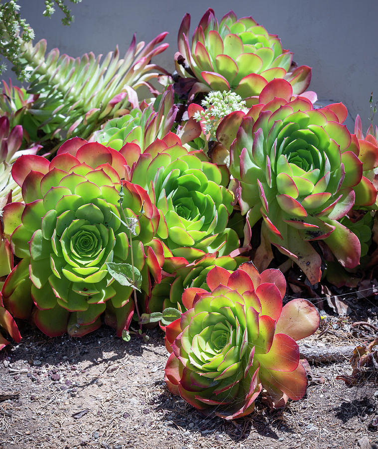 Vibrant Succulents Photograph by Aaron Burrows