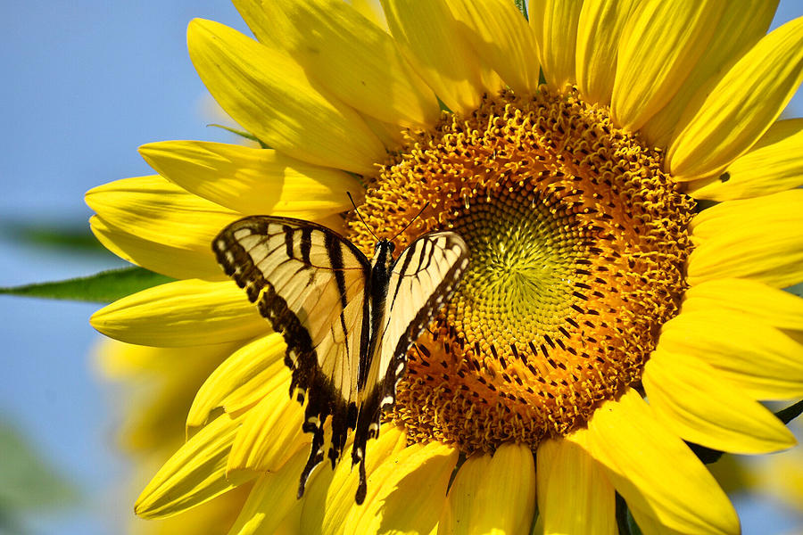 Vibrant Sunflower/butterfly Photograph by Heather Turner - Fine Art America