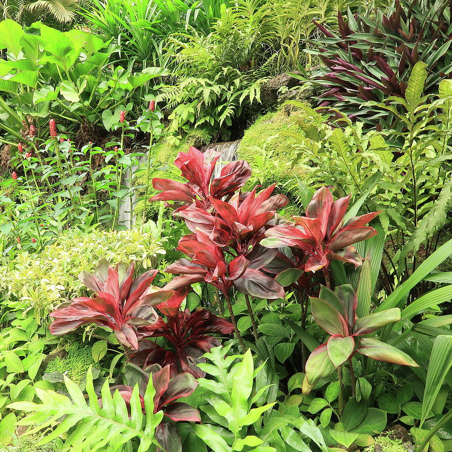 Vibrant Tropical Garden Colors Photograph by Karen Fernandez | Fine Art ...