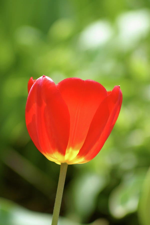 Vibrant Tulip in Red and Yellow Photograph by Joseph A Langley Vibrant Tulip in Red and Yellow Photograph by Joseph A Langley