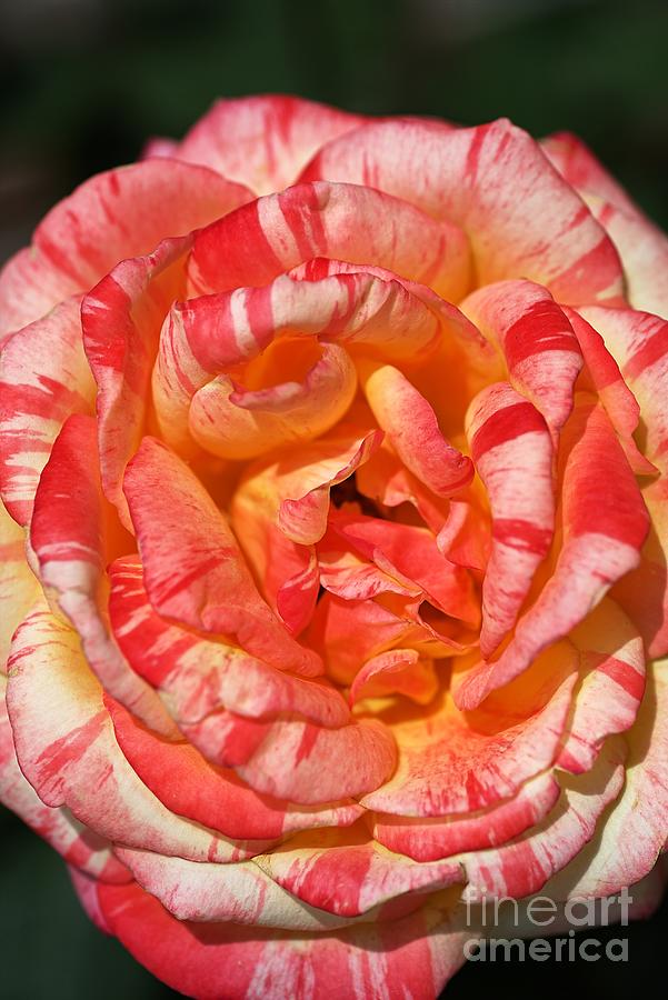 Nature Photograph - Vibrant Two Toned Rose by Joy Watson
