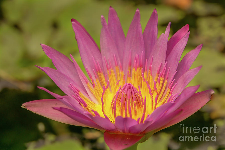 Vibrant Water Lily Blossom Photograph by Nancy Gleason