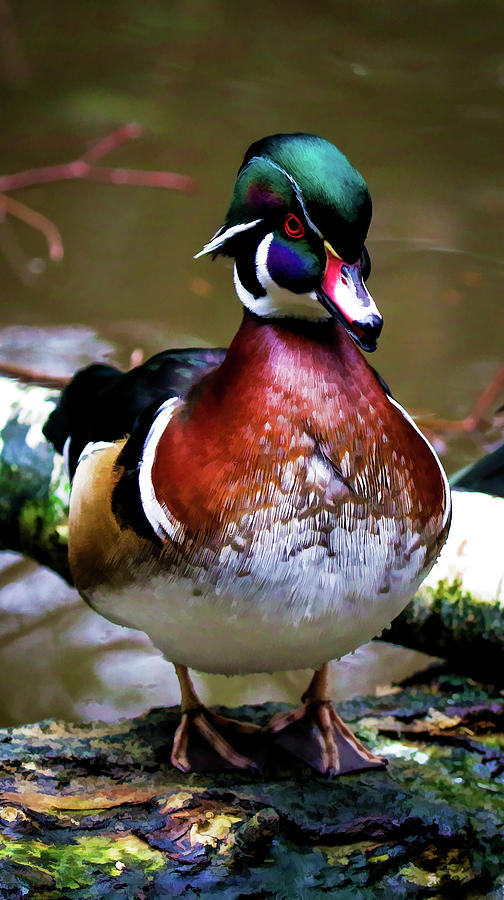 Vibrant Wood Duck Photograph by Athena Mckinzie