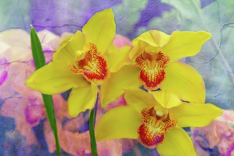 Vibrant Yellow Orchids Photograph by Cate Franklyn