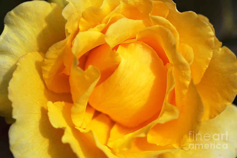 Nature Photograph - Vibrant Yellow Rose by Joy Watson