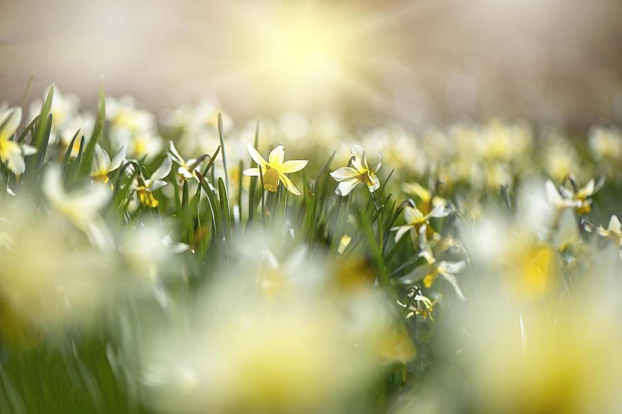 Vibrant yellow spring Daffodils or Daffs bathing in the soft sunshine Photograph by Jacky Parker Photography