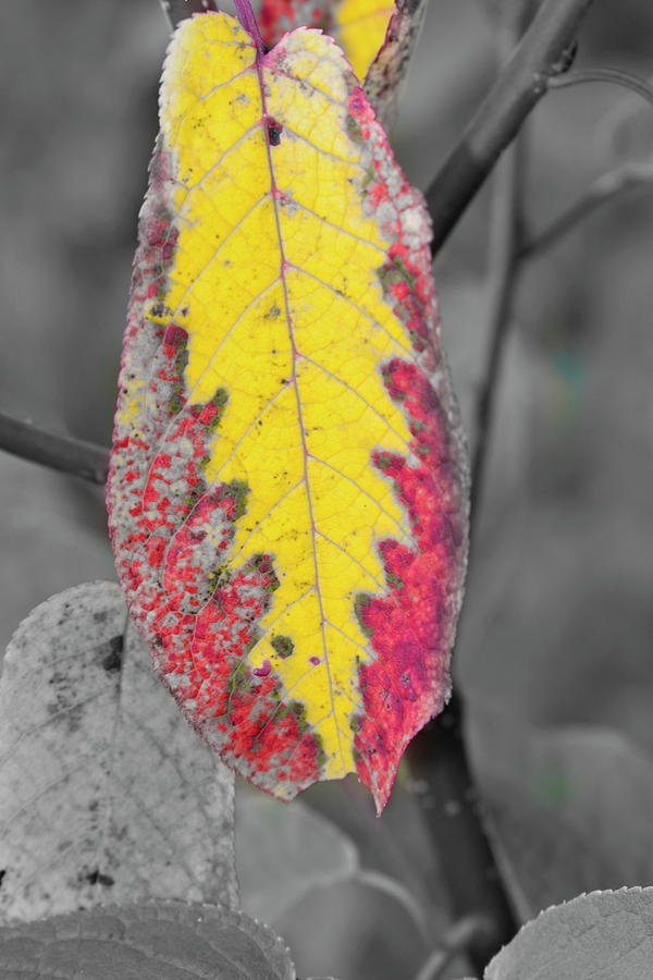 Vibrant zig-zag patterned autumn leaf Photograph by Ulrich Kunst And Bettina Scheidulin