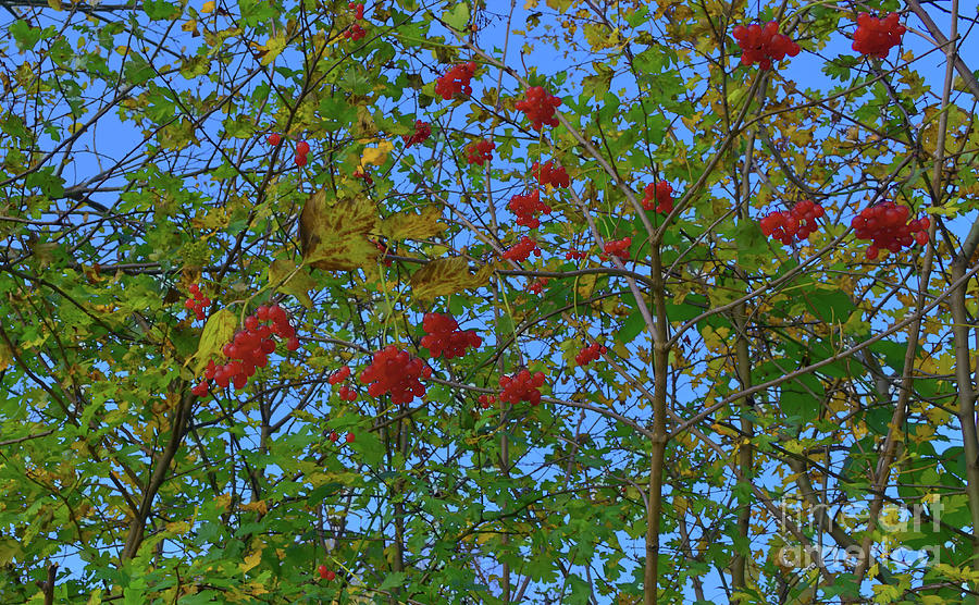 Viburnum bush berries Photograph by Pics By Tony