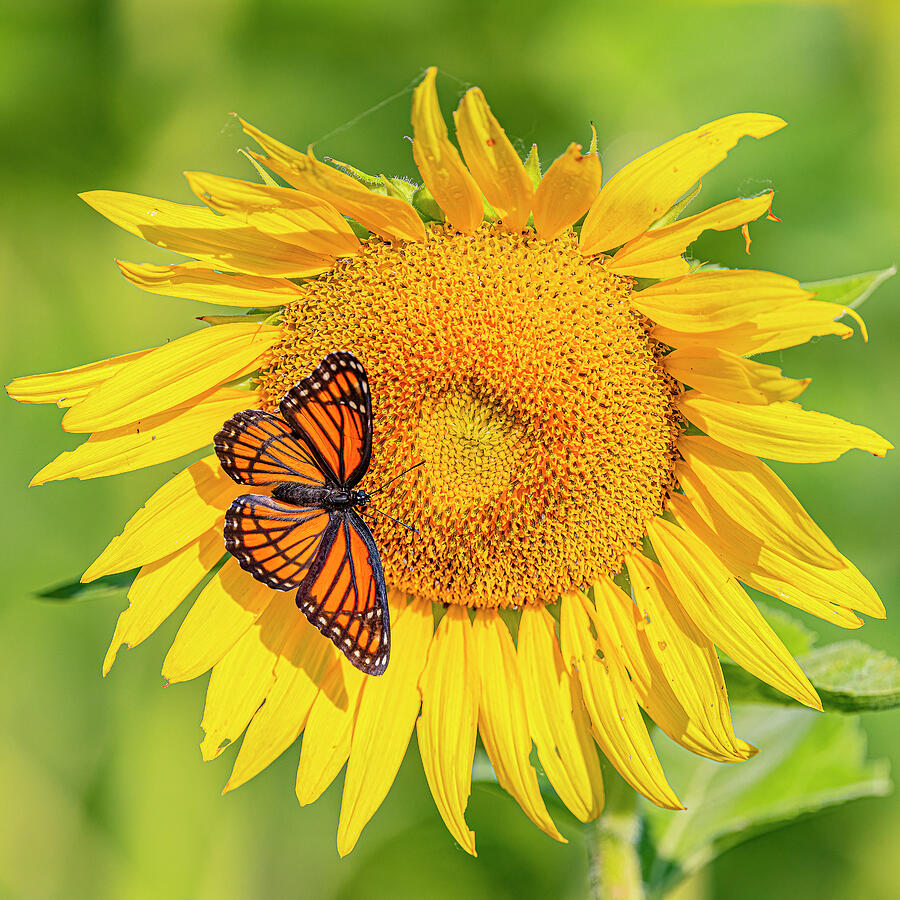 Viceroy And Sunflower Photograph by Morris Finkelstein - Fine Art America