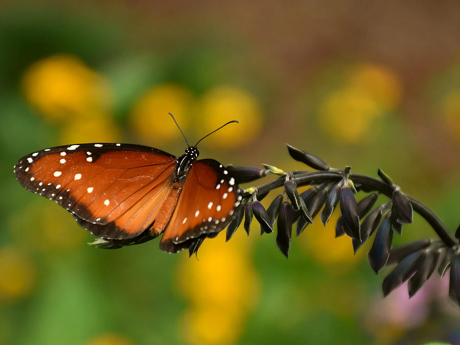Viceroy Butterfly 000 Photograph by Christopher Mercer