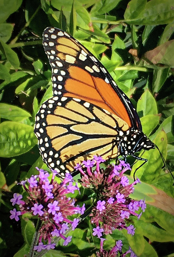 Viceroy Butterfly Photograph