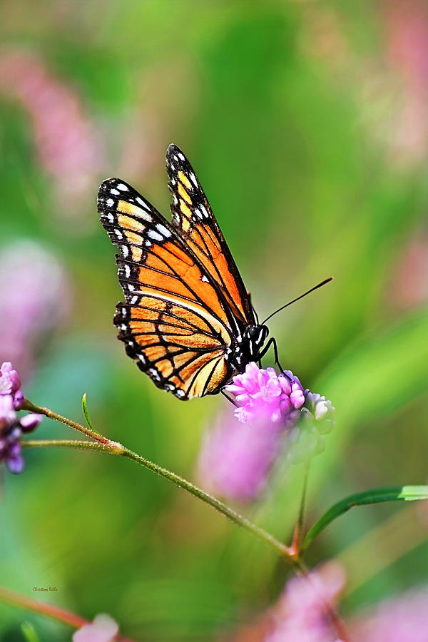 Viceroy Butterfly Photograph by Christina Rollo