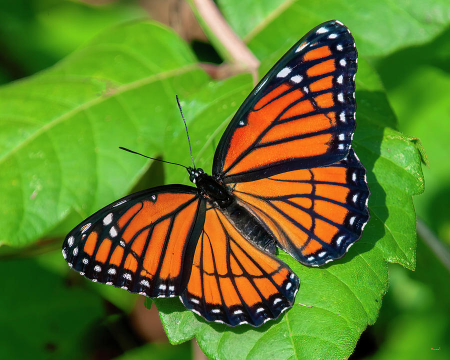 Viceroy Butterfly DIN0368 Photograph by Gerry Gantt