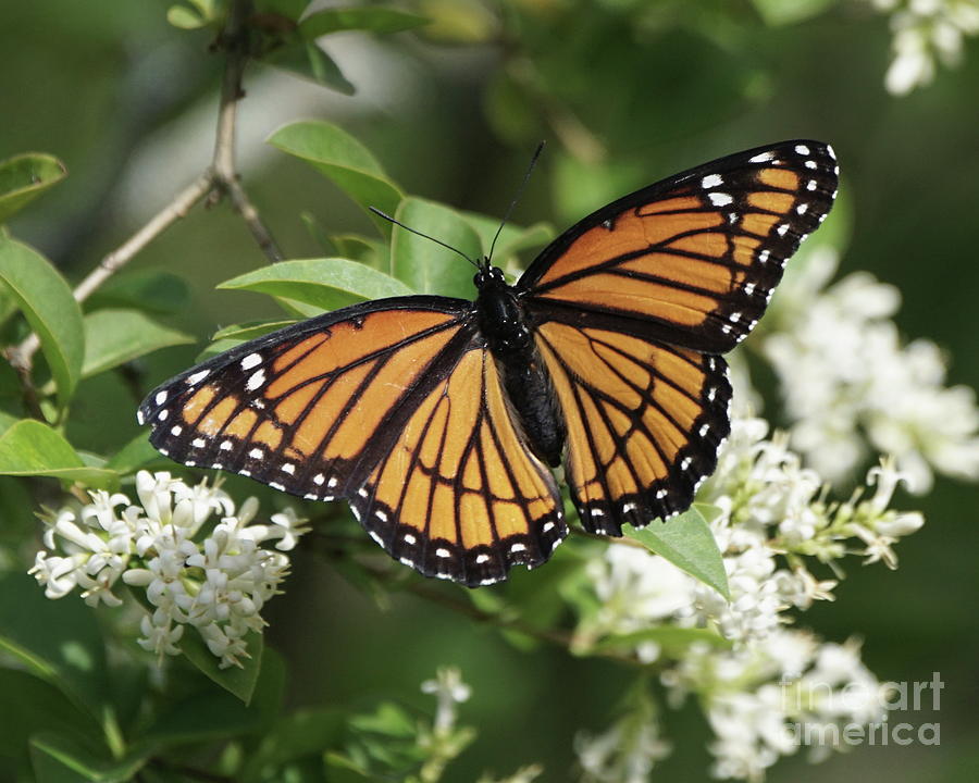 Viceroy Butterfly on Privet Flowers Photograph by Robert E Alter