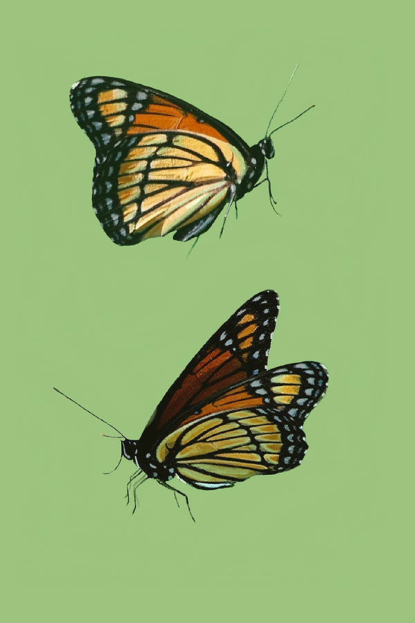 Viceroy Butterfly Pair Mixed Media by Judy Cuddehe