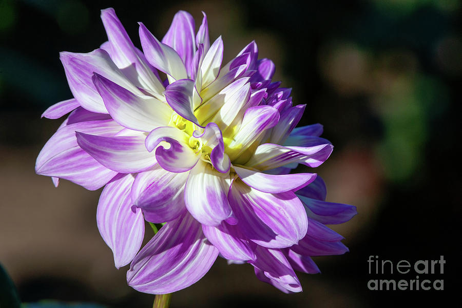 Flower Photograph - Victoria Ann dahlia, 10-22 by Glenn Franco Simmons