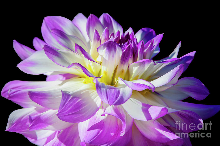 Flower Photograph - Victoria Ann dahlia, 3-22 by Glenn Franco Simmons