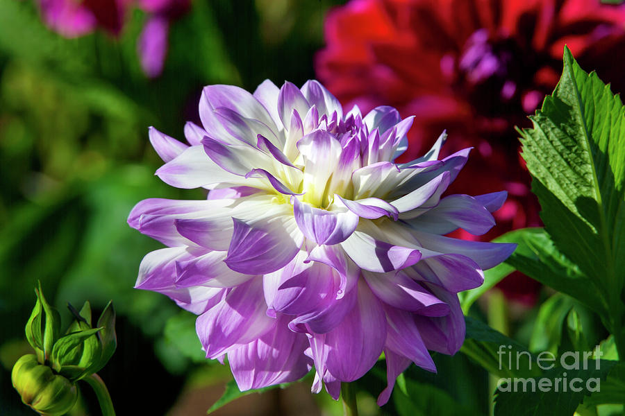 Flower Photograph - Victoria Ann dahlia, 4-22 by Glenn Franco Simmons